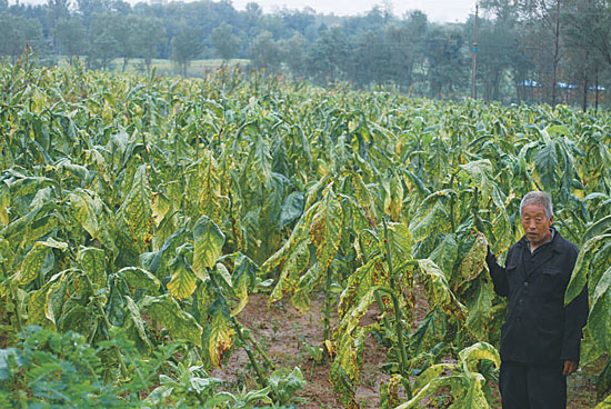 洛南县烤烟受灾减产