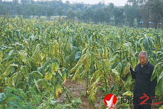 白富源在烟田里看着得