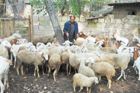 洛河源头牧羊人