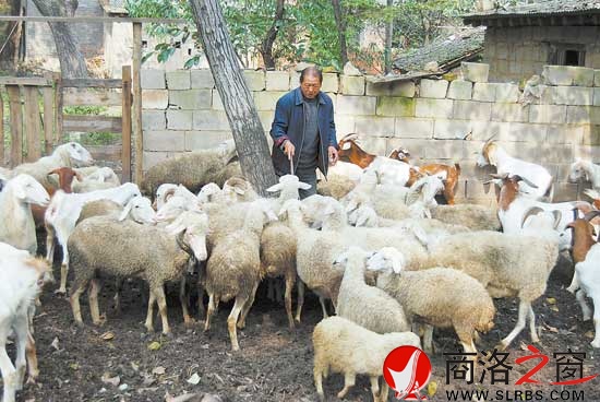 闫百万正在清点赶回圈里的羊