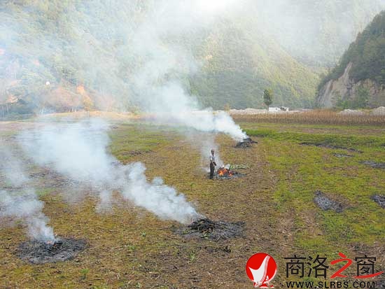 玉米收获后，肖台村民老孙的田里狼烟四起。