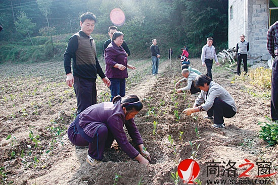 镇安县大力推广无性系良种茶苗栽种
