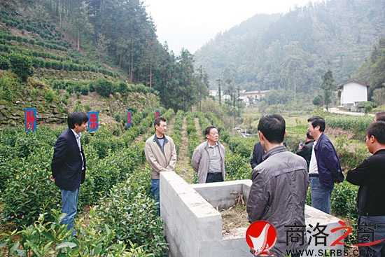 象园茶园绿肥沤粪池确保茶叶有机绿色无污染