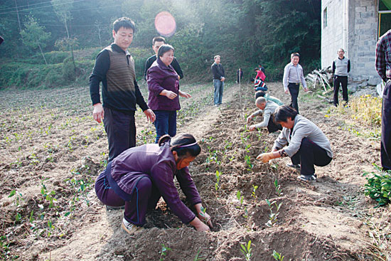 以一个村庄命名的商洛名茶