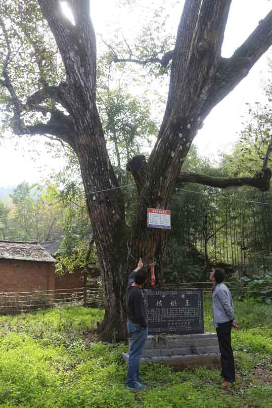 核桃树王恢复生机