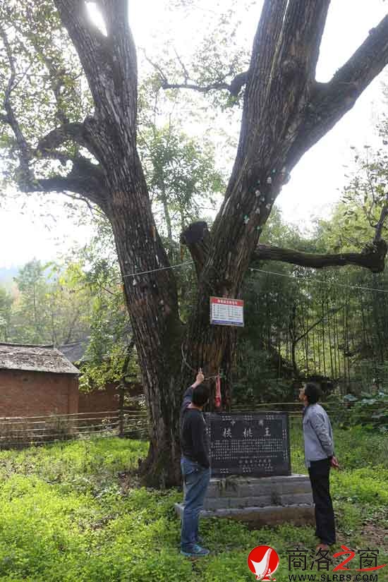 核桃树王恢复生机