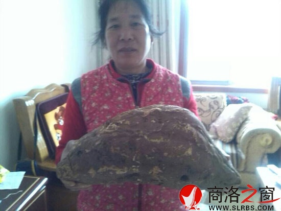 5.5公斤的红薯“巨无霸”