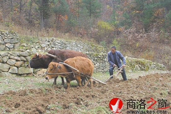 魏致富这样犁地已有40多年了