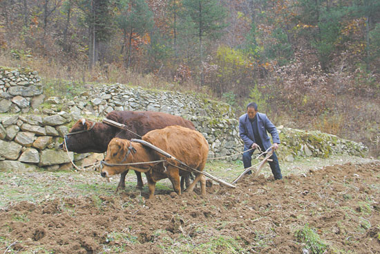犁地的一幕