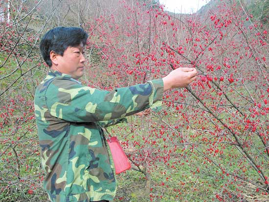 这里的山茱萸缘何无人采摘