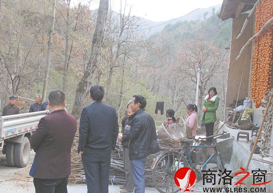区交通局将优质核桃树苗分发给群众