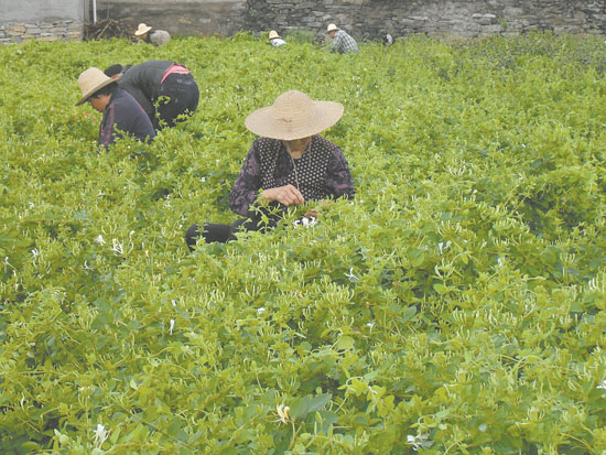 捉马沟的新生活