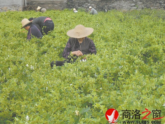 在市委宣传部的帮扶下新建的100亩金银花基地，增加了村民收入。