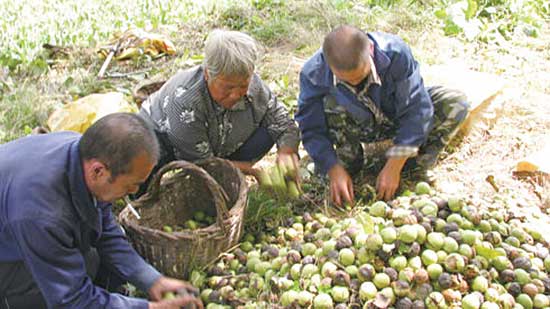 商洛市核桃仁市场遭遇寒冬