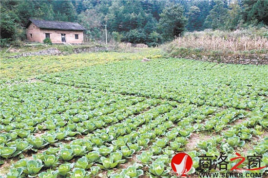 高山蔬菜种植基地栽植的秋甘蓝