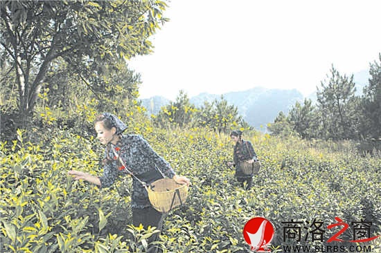 茶叶已成为镇安农民增收的骨干产业