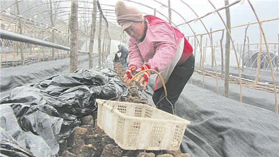 浙江20多户农民商洛山中安家