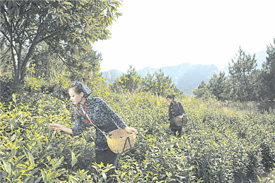 专业社带领农民抱团闯市场