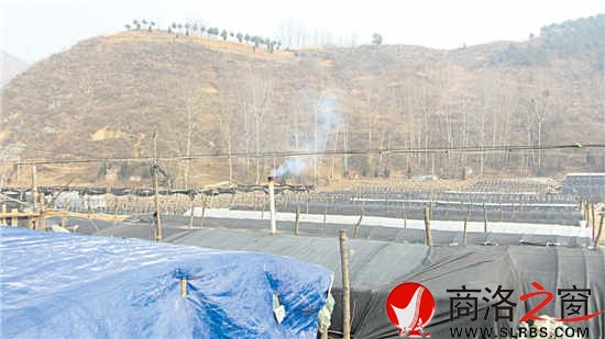 浙江农民在秦茂村建的香菇大棚