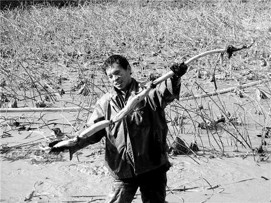 严冬水亦寒 挖藕人正忙