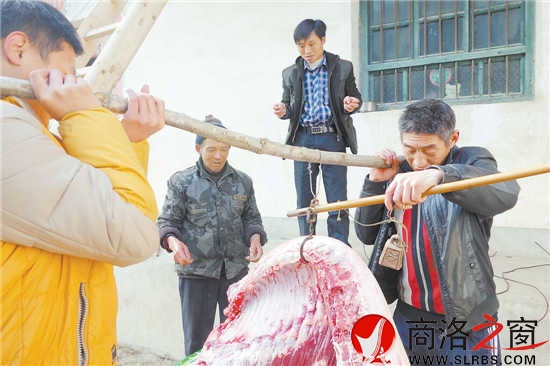 户主李世成给猪肉过秤