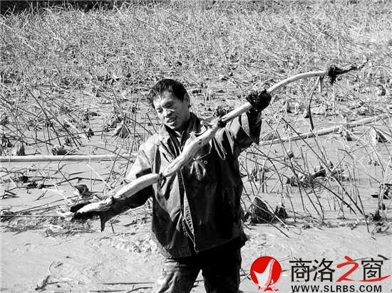 挖藕人韩正彦的挖藕工作