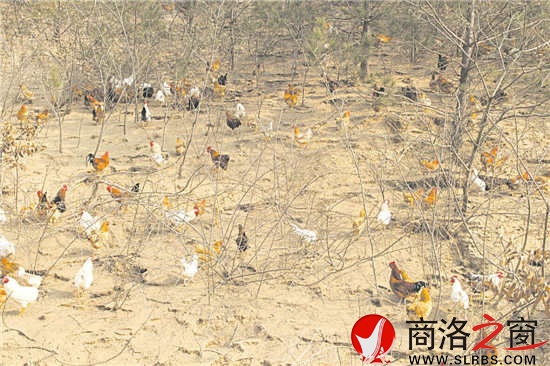 周涛在养殖区修建了大鱼塘，成群鸭子在池中戏水。