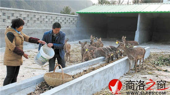 陈佑国正在给梅花鹿喂食