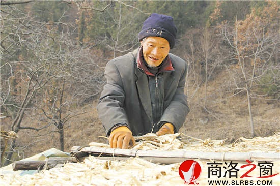 天气暖和了，何长财一边晒太阳，一边收拾挖回来的药材。