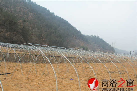 韩子坪食用菌产业打出了自己的品牌，越来越多的农户愿意加入合作社。图为正在扩建中的香菇基地，钢筋骨架已经搭好。