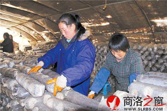 香菇大棚里，几位村民正在忙碌地码放料袋。香菇产业的发展，解决了当地数十名留守妇女的就业问题。