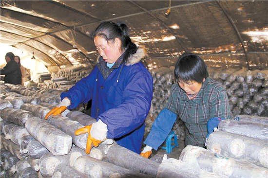 蟒岭深处致富路