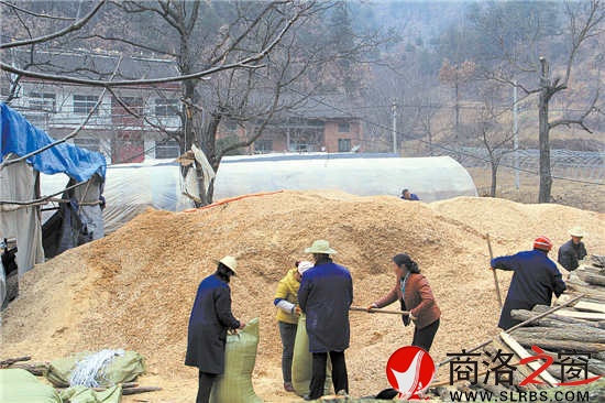 韩子坪村薪炭林资源丰富，群众采取间伐或管护取枝的材料制作锯末填充料袋，保证生产出味道鲜美的食用菌。