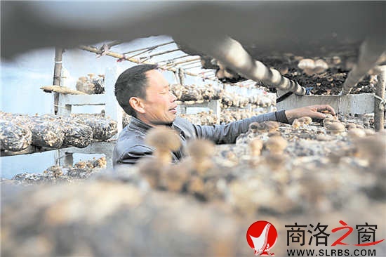 社员在大棚对香菇进行管护