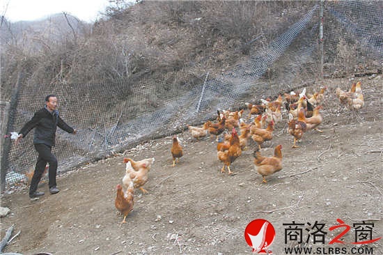 依靠围养野猪的山林资源，邢金明还散养了土鸡、野兔、大雁鹅。