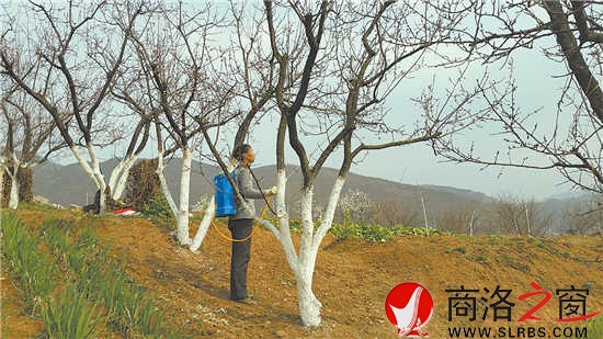 果农对杏树进行科技防虫