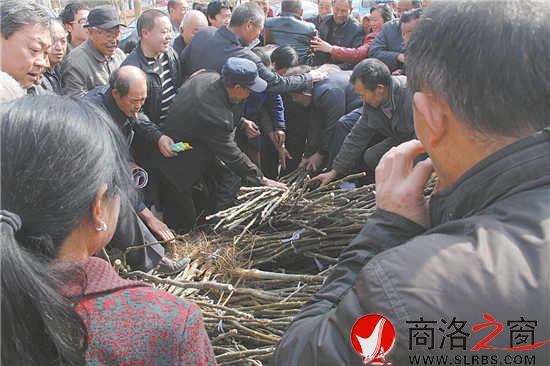 大家争相领取核桃树苗