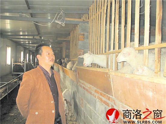 郭亚红在养殖场查看羊群生长情况