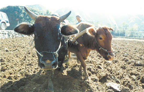 深山里的春耕图