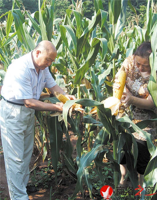 刘兴才在玉米示范田做科技对比试验