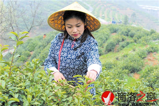今年22岁的采茶女兼导游王蓉,把采茶当成一种乐趣。