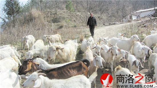 放羊是冯钱国每天最重要的工作