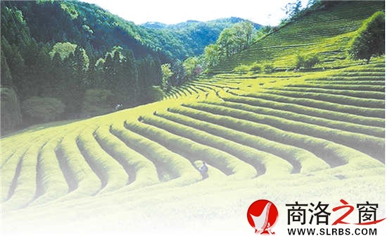 商南是陕西有名的产茶区，满山遍野的茶树就像是覆盖在山上的绿毯子，成为农民的绿色银行。
