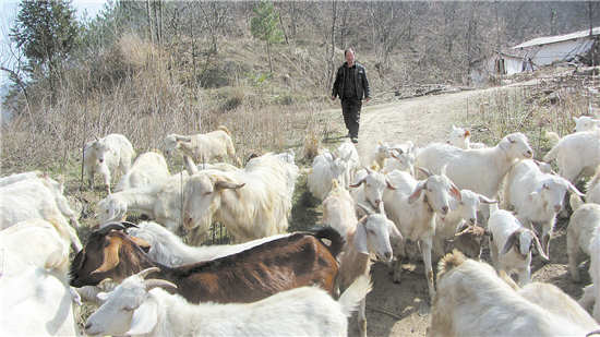 致富从放羊开始
