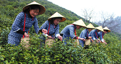 清明时节采茶忙