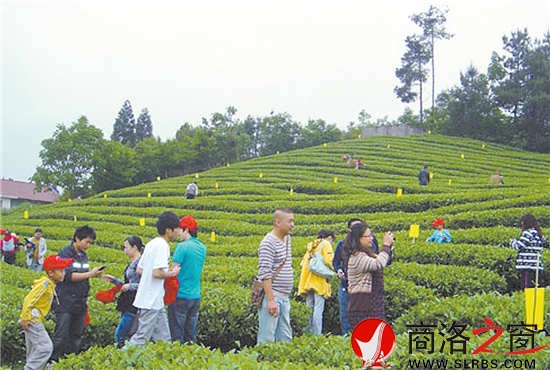 游客体验采茶已成为商南一个新兴的旅游项目