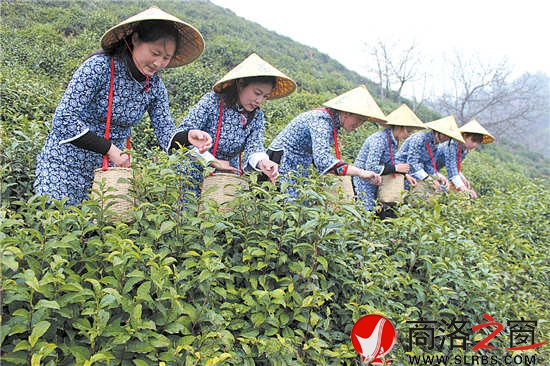 采茶时节，茶园与采茶女成为商南一道靓丽的风景。