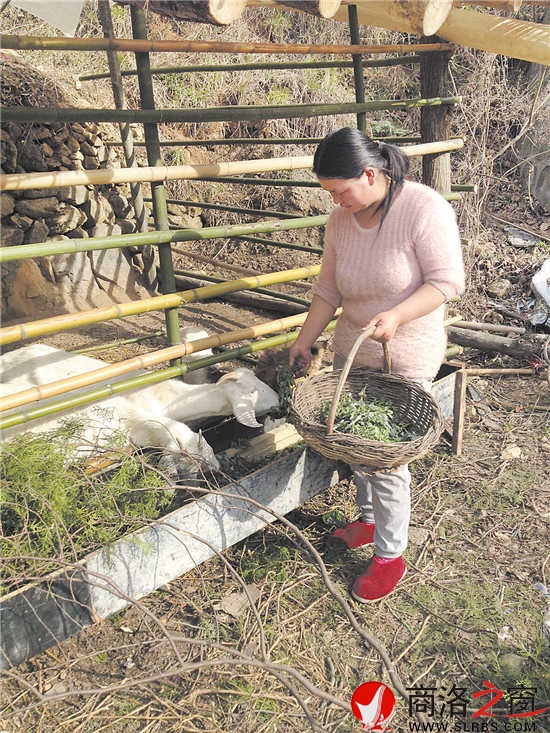 徐小玲正在喂羊
