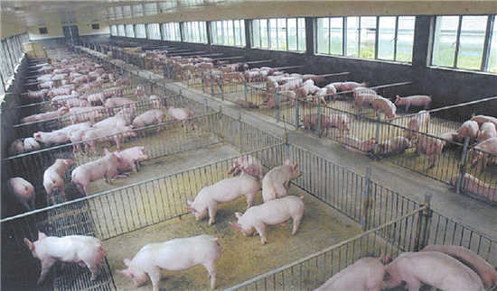 生猪价格低迷养殖户受损