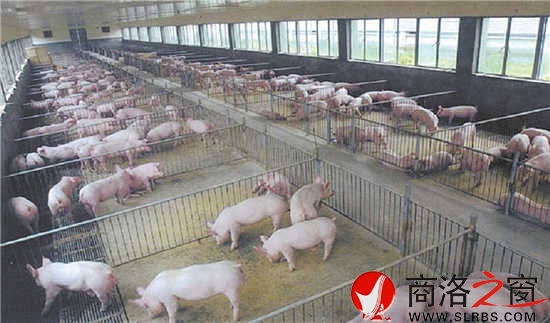 生猪价格低迷，造成养猪场存栏增加,负担加重。